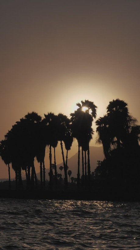 Sun setting or rising over palm trees.