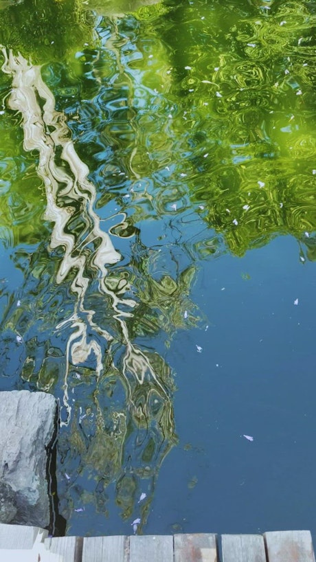 Tree reflected in a pond.