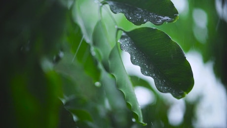 Very close shot of the leaves of a tree wet with rain.