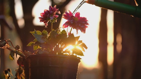 Watering a flower pot.