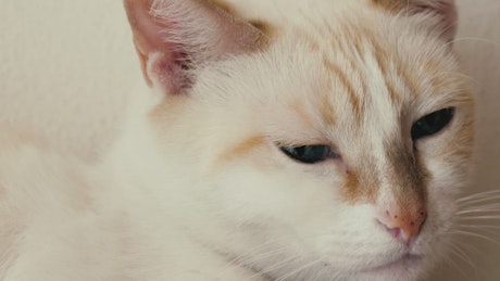 White, blue-eyed cat.