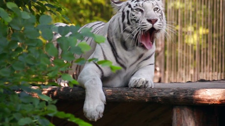 White tiger resting and yawning.