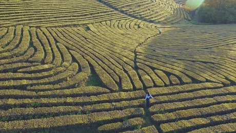 Woman runs freely among tea plantations at sunset.