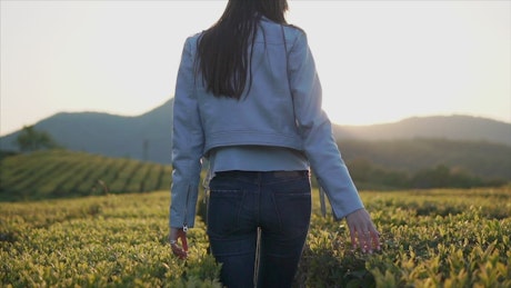 Woman walks and touches the tea plants in the field.