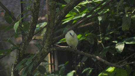 Yellow bird on tree branch.