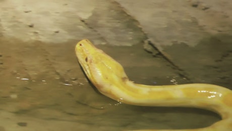 Yellow python snake in the zoo.