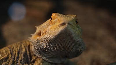 Bearded Dragon Reptile.