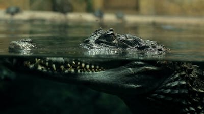 Crocodile Under Water Large Reptile .