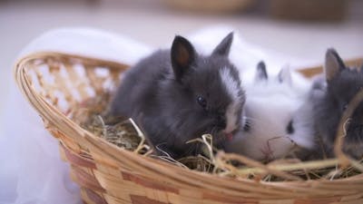 Small Decorative White Rabbit Sitting Into the Basket. The Easter Celebration.