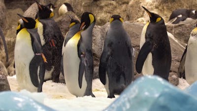 Pinguins in the Zoo.