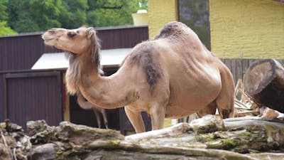 Camel In Zoo.