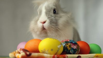 Easter Bunny with Easter Eggs.