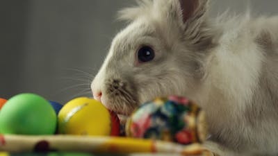 Easter Bunny with Easter Eggs.