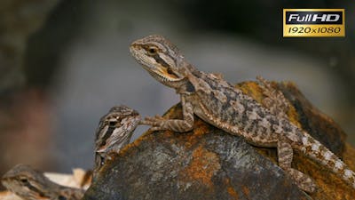 Pogona Reptile Lizard Couple.
