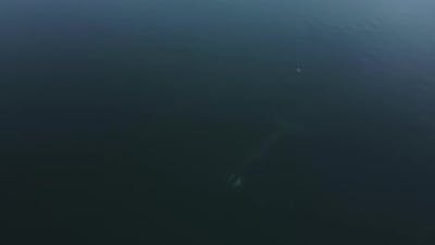 The Drone Flies Over the Water and Shoots a Large Whale in the Blue Water.