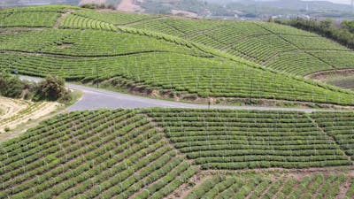 Tea plantation in mountain.