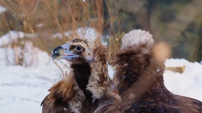 Beautiful Vultures Walk Along Rocky Snowy Aviary at Zoo.