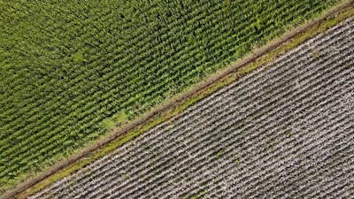 Cotton And Corn Fields.