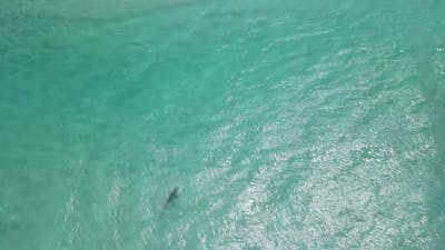 Aerial drone footage of a shark in the clear waters of Albany Western Australia Pt3.