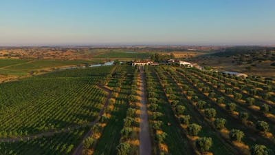 Aerial view of vineyard and fruit trees on estate..
