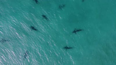 Person swimming close to dangerous sharks in tropical sea water - Aerial view.