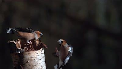 Hawfinch, coccothraustes coccothraustes, Fight between two Birds, Adult in Flight.