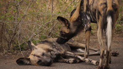 An African wild dog bites bugs off another wild dog laying down.