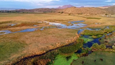 Animals Graze In The Countryside And Wetland.