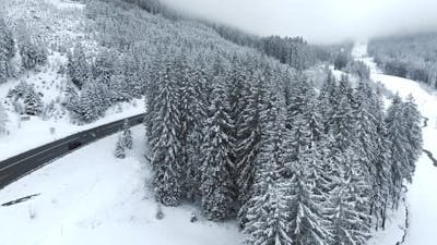 Forest in Snow.