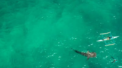 Oslob Whale Shark Watching in Philippines Cebu Island.