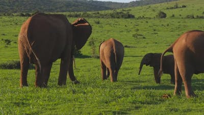 Panning a family of elephants in green field with other animals.
