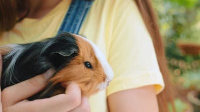Guinea pig, pet and girl at zoo, garden and park for nature excursion, petting zoo.