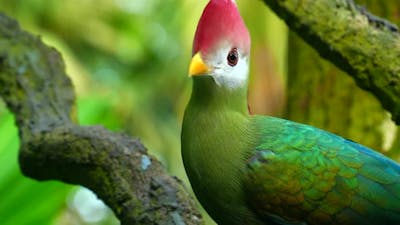 RedCrested Turaco Green Bird with Red Head in Nature Habitat.