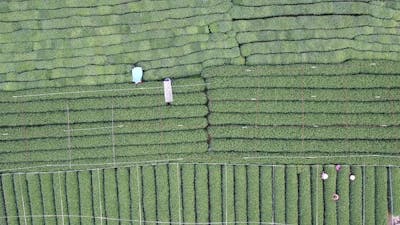 Tea plantation in mountain.