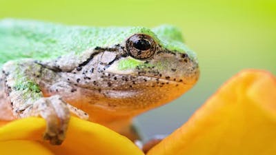 Gray Treefrog in a Flower.