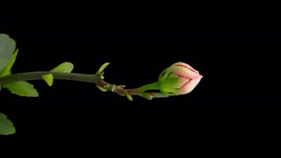 Timelapse of Opening Pink Kalanchoe Flower Flower Kalanchoe Blooming on Black Background Vertical.