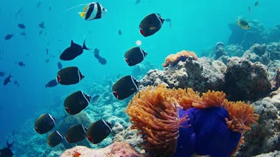 Fishes swim underwater in the sea. Tropical reef with abundance of fishes in the Maldives.