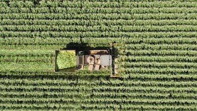 Corn picker harvesting a large filed of sweet Corn..