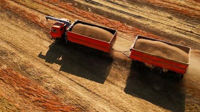 Truck Transports Grain in the Field.