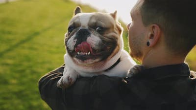 The Back View of the Man Is Holding Brooklyn Bulldog and the Pet Is Looking at the Camera Feeling.