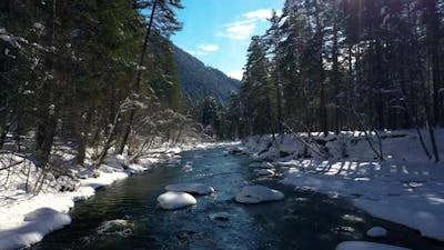 Beautiful snow scene forest in winter. Flying over of river and pine trees covered with snow..