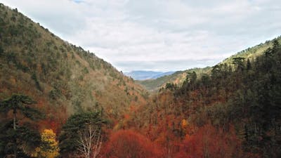 Autumn Forest Drone.