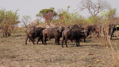 Herd Of Buffalo Standing In An African Safari.