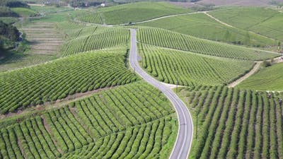 Tea plantation in mountain.