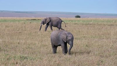 Baby elephant grazes under the supervision of parents.