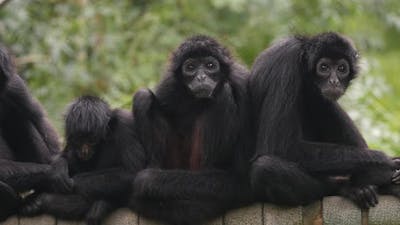 Brown Headed Spider Monkey, ateles fusciceps rufiventris, Group of Adullts standing on Branch.