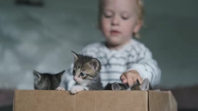 boy with box of kittens focus on kittens.