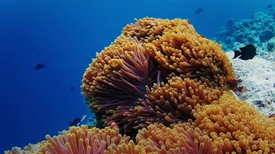 Fishes swim underwater in the sea. Tropical reef with abundance of fishes in the Maldives.