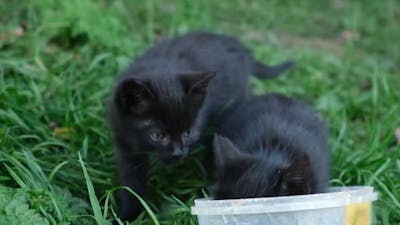 Stray Kittens.