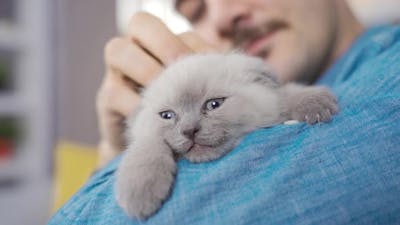 Cute kitten. Kitten Scottish Fold cat..